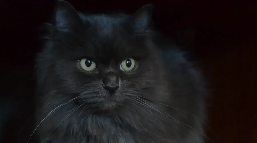 Animals Need Adjusting Too