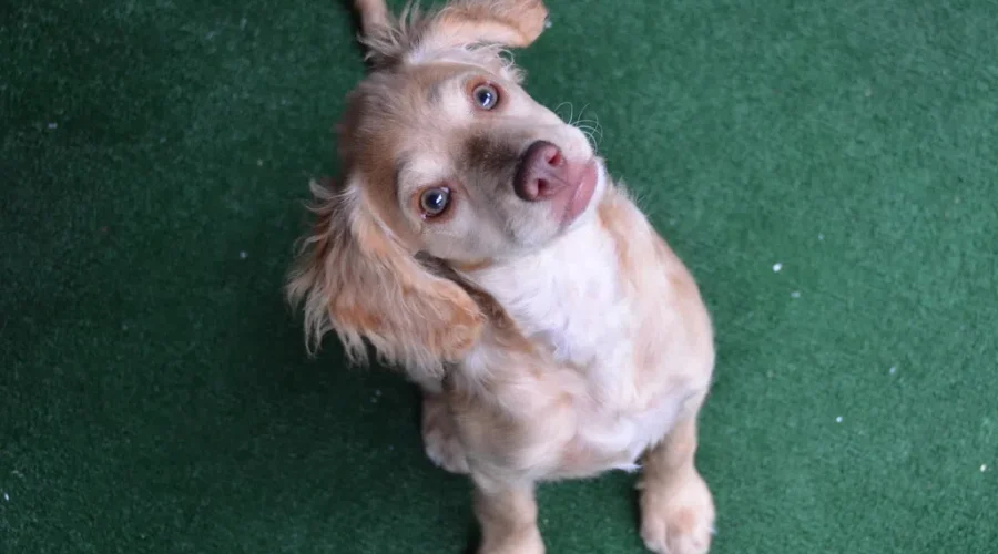 Is Your Dog A Genius??