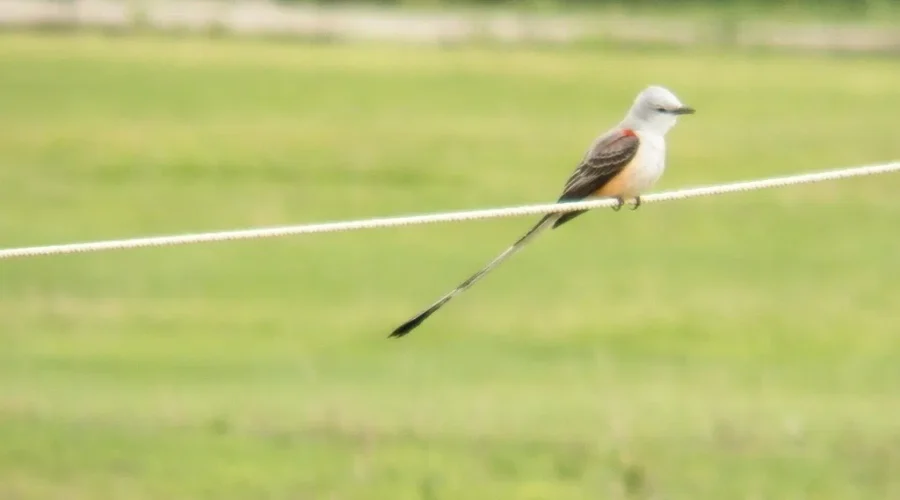 A Different Sort Of Visitor