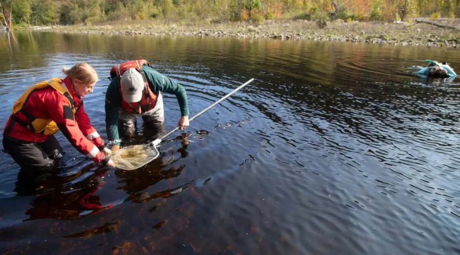 Highlands National Park hits milestone in salmon restoration project