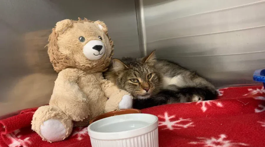 Animal Shelter Makes Final Push On Key Fundraiser