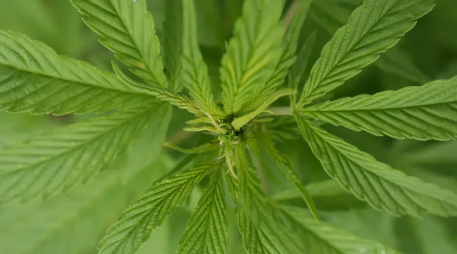 Annual Health Canada Cannabis Survey Results Released