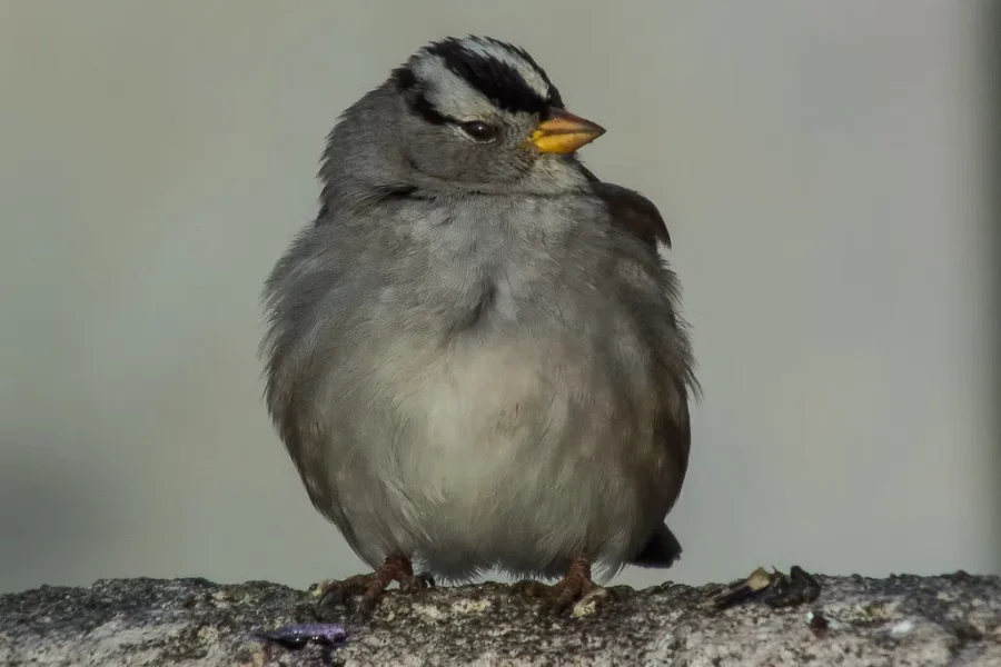 Coats For Birds