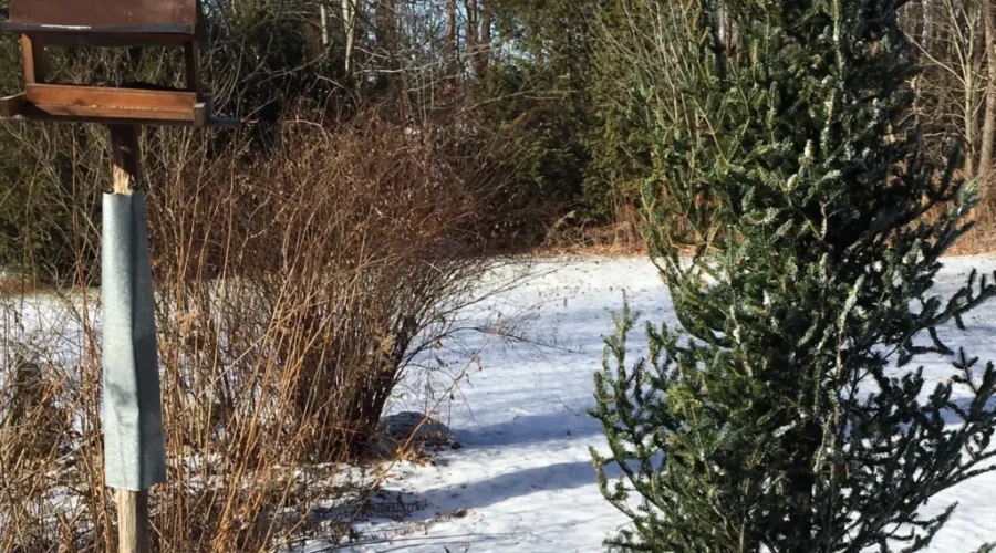 NCC: ‘Leave Your Christmas Tree In The Backyard’