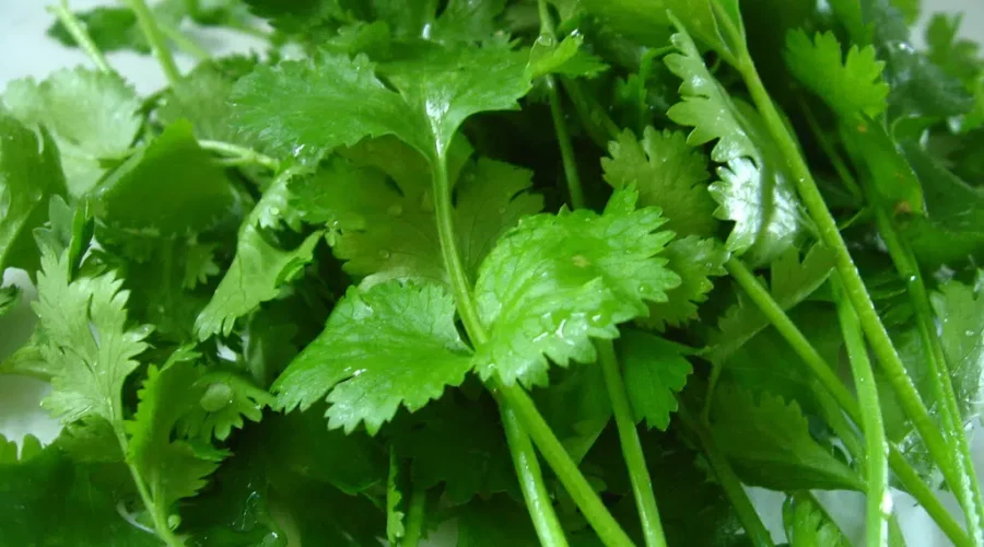 Happy I Hate Coriander Day