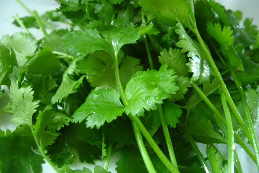 Happy I Hate Coriander Day