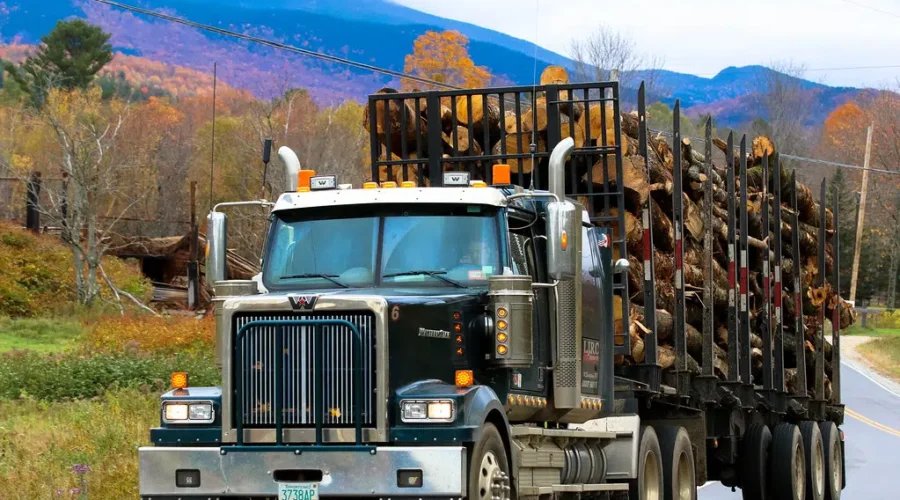 Province Allowing Special Move Permits for Some in Forestry Industry