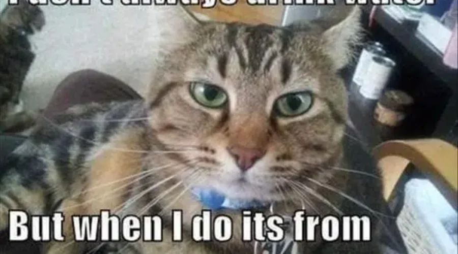 Our Pets Have People Names – Is That Strange?