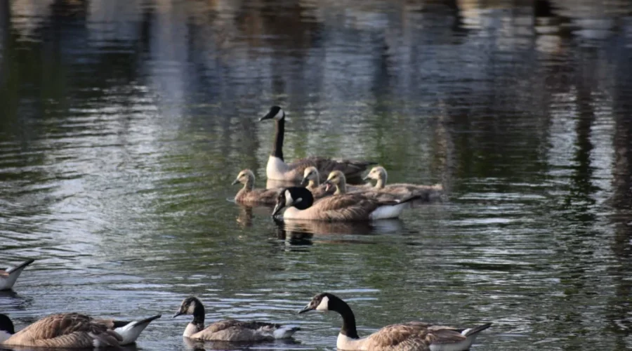 Bird Flu Identified In HRM