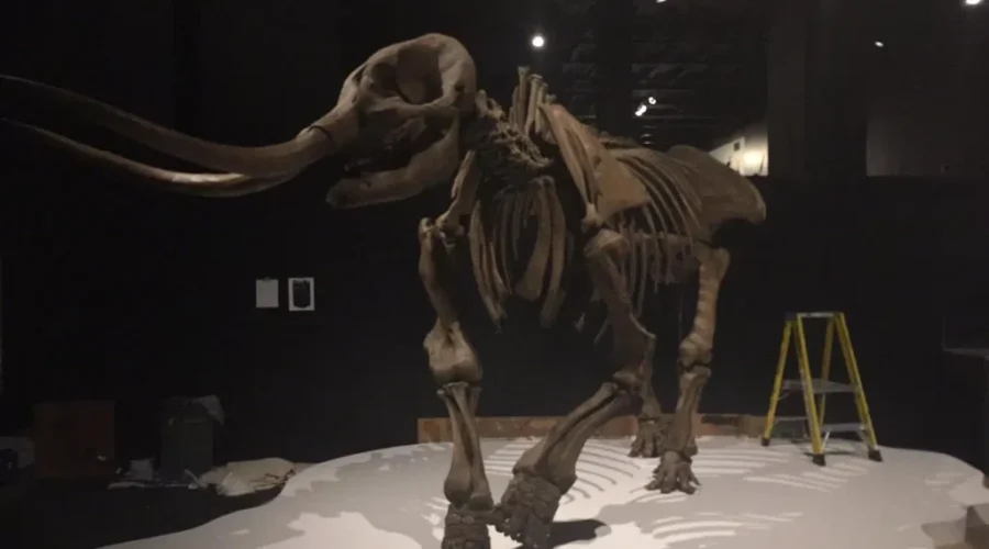 Get to know the age of the Mastodon with new exhibit in Halifax