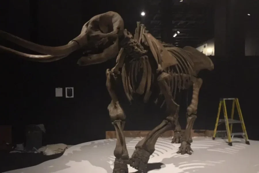 Get to know the age of the Mastodon with new exhibit in Halifax