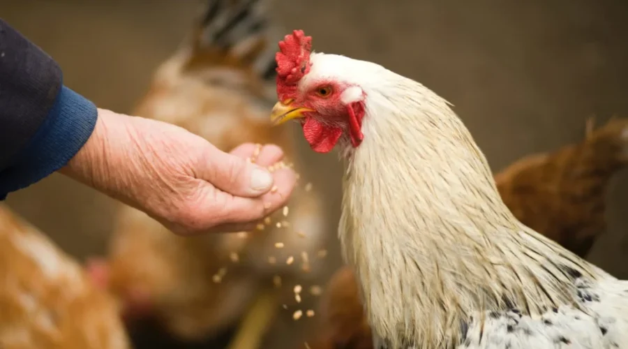 Presence of bird flu in N.S. triggers trade restrictions for Canada
