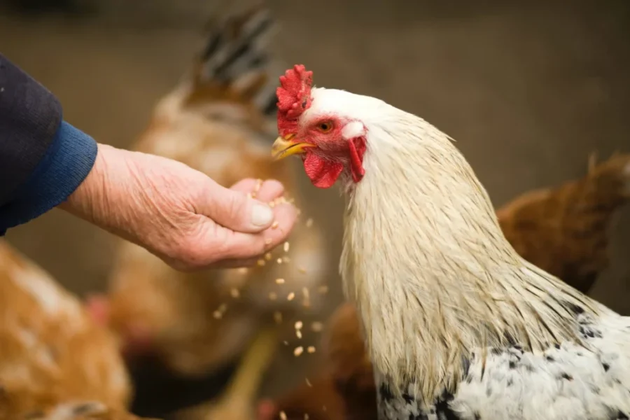 Presence of bird flu in N.S. triggers trade restrictions for Canada