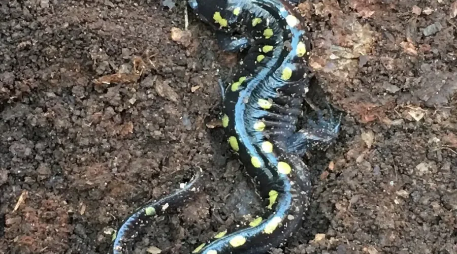 The Salamanders Are Coming