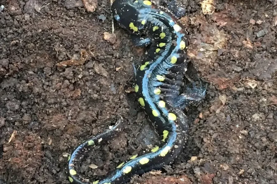 The Salamanders Are Coming