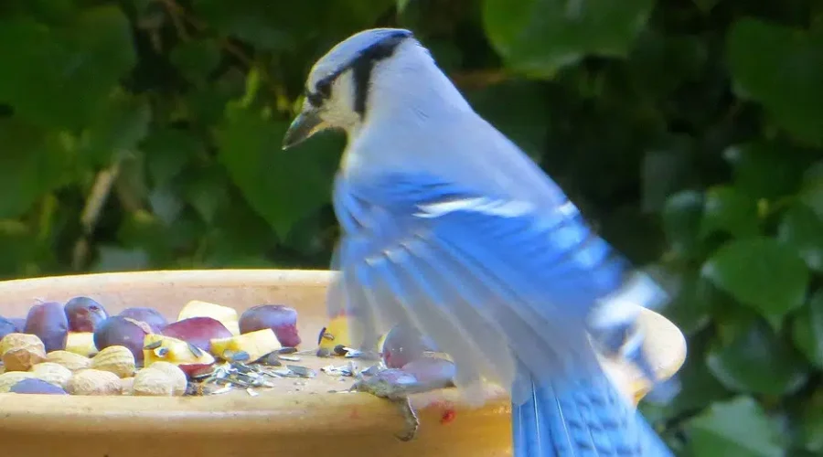 Taking Down The Feeders