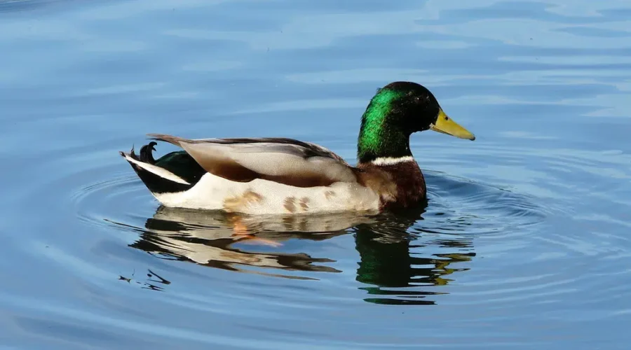 Shouldn’t Have Ducked