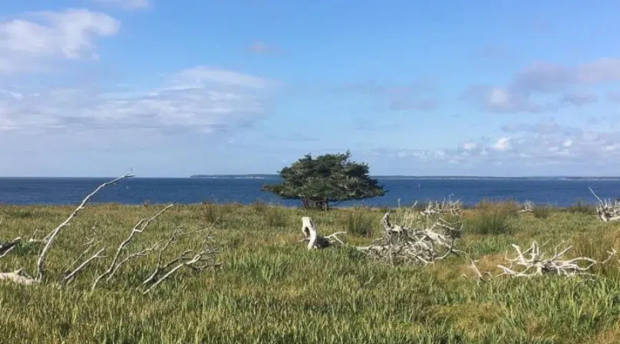 East Ironbound Island Hosting Creative Residency