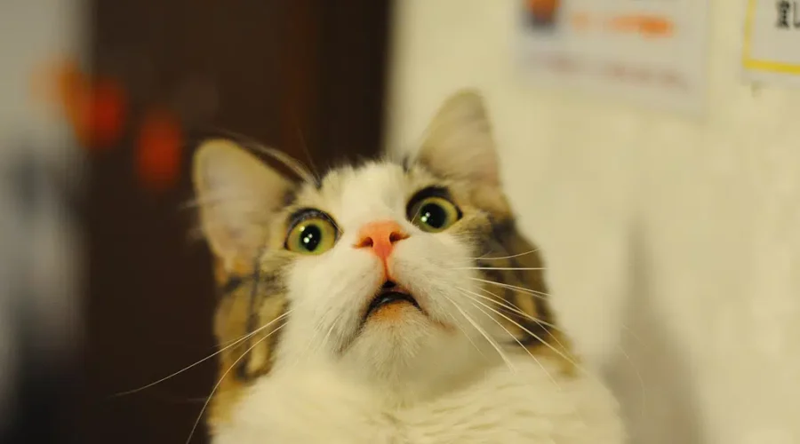 Pets Favourite Shows?