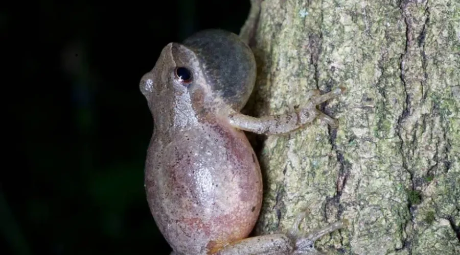 Rough Year To Be A Peeper