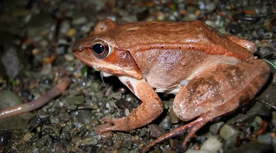 Yes, There Is A Wood Frog