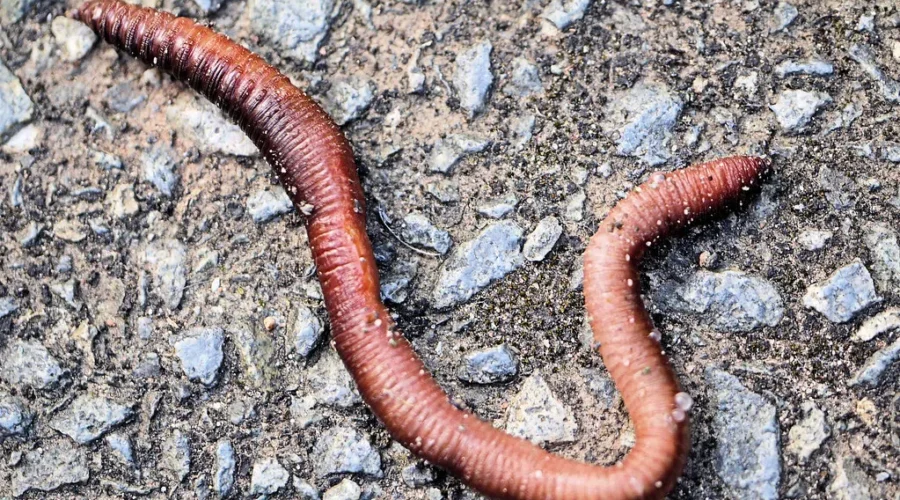 But Will They Make Good Bait