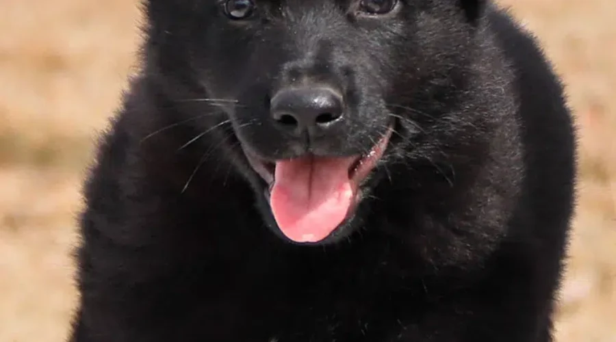 Winning RCMP Puppy Names Released