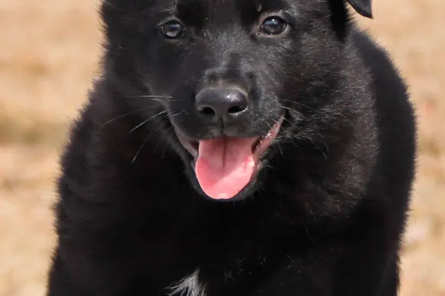 Winning RCMP Puppy Names Released