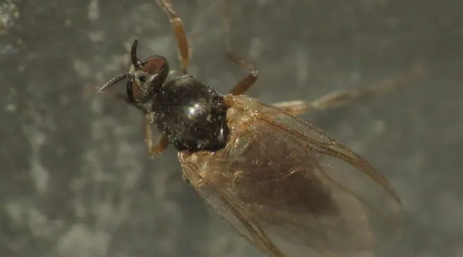 The Downside of Spring