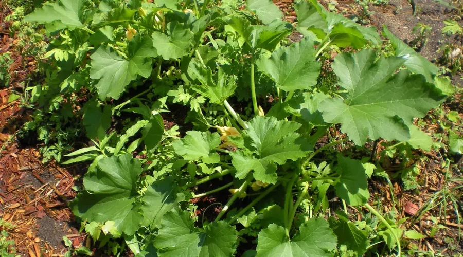 Getting Ready For The Garden