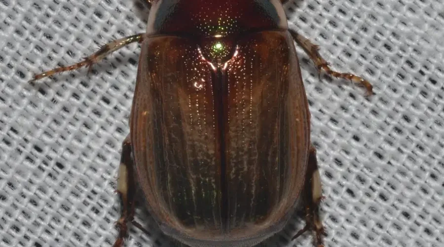 Have You Seen Any Junebugs Yet?