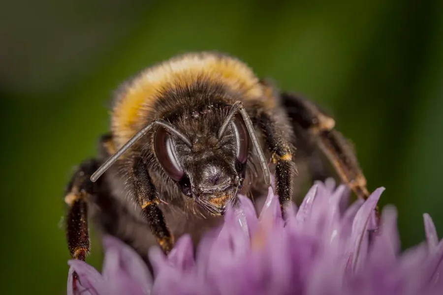 Bee Day