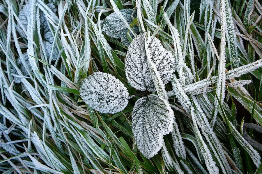 N.S. under frost advisory