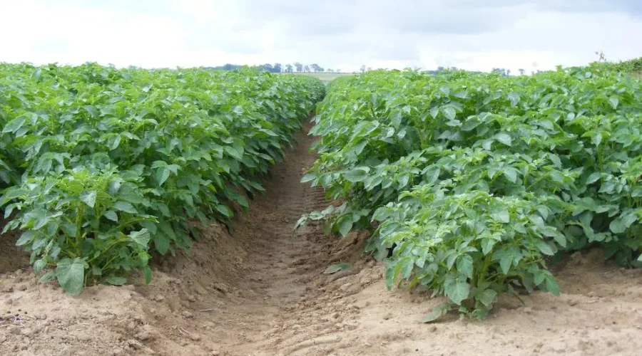 What’s Going In Your Garden?