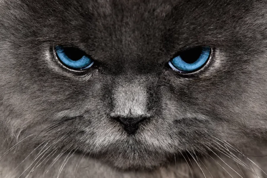 Confusing The Cat