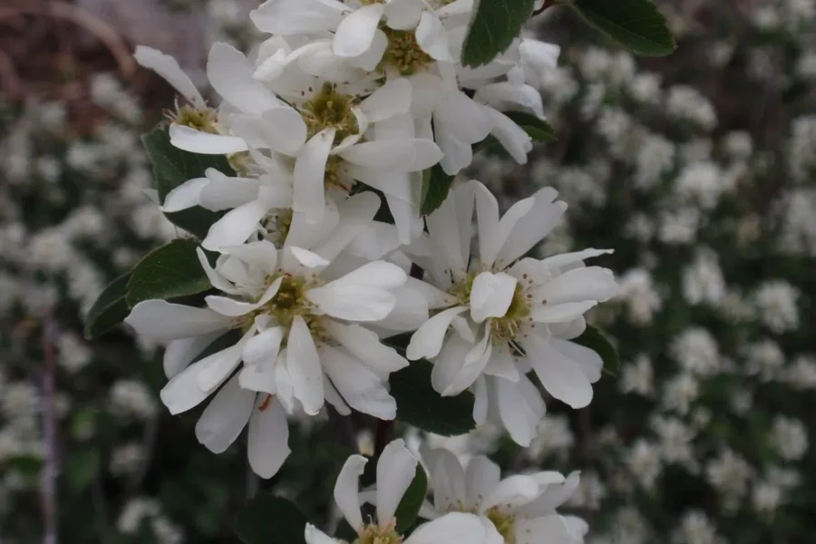 Those White Flowers