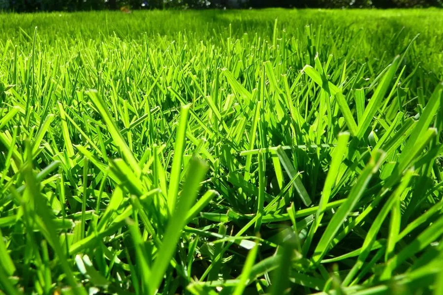 To Mow Or No