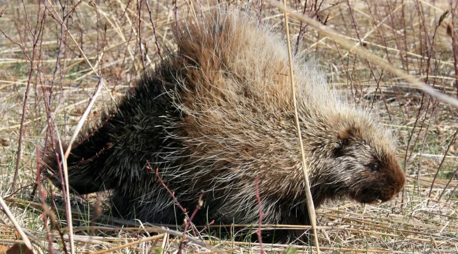 Dandelions Are For More Than Bees