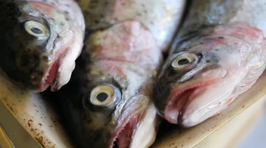 Where’s That Food From ?