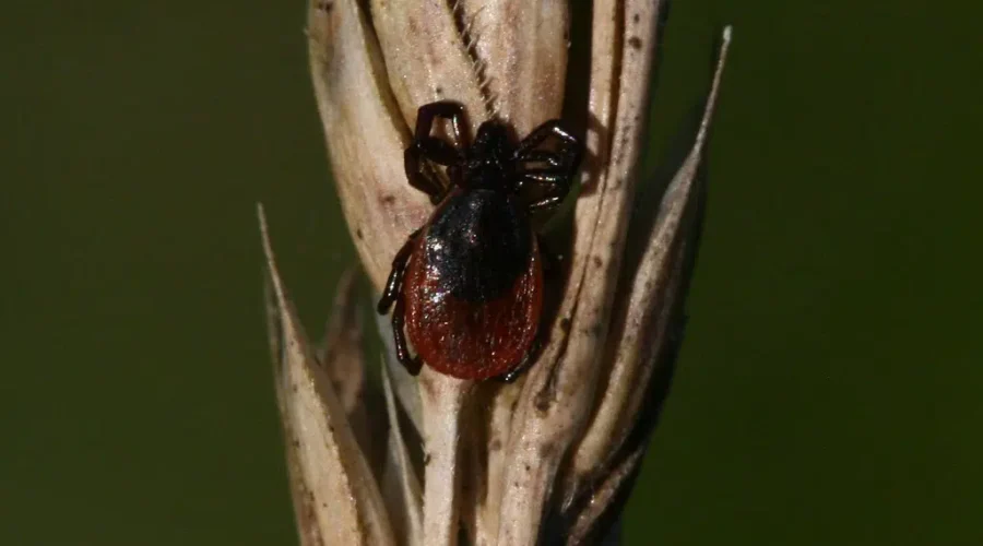 Lyme Disease in Nova Scotia is likely on the rise, NS last released figures in 2019