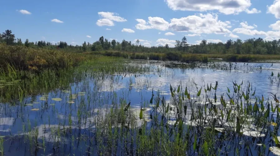 Forest harvesting plans near Minamkeak Lake halted