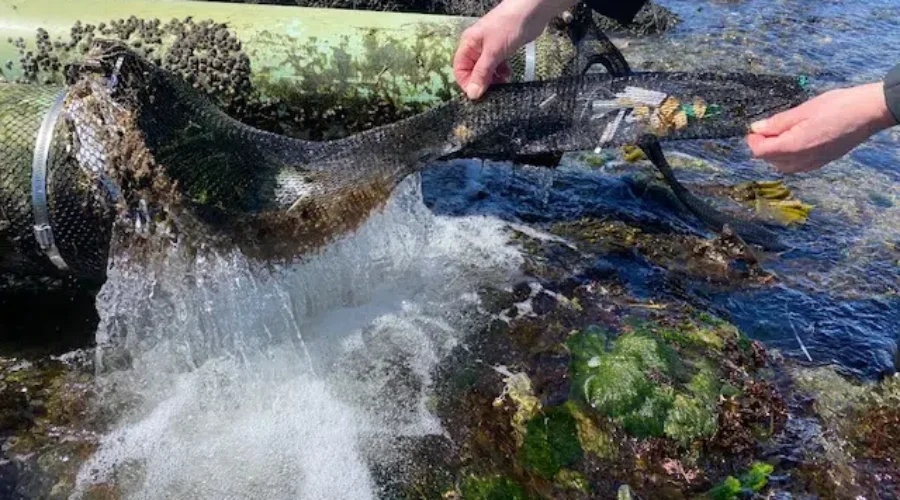 Lobster facility comes up with simple and effective solution for pollution