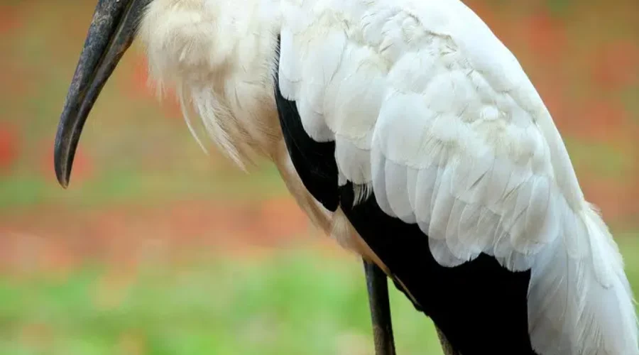 Where The New Birds Are