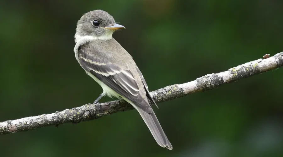 Success: One Bird At A Time