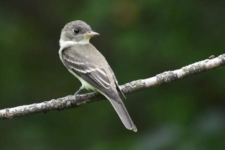 Success: One Bird At A Time