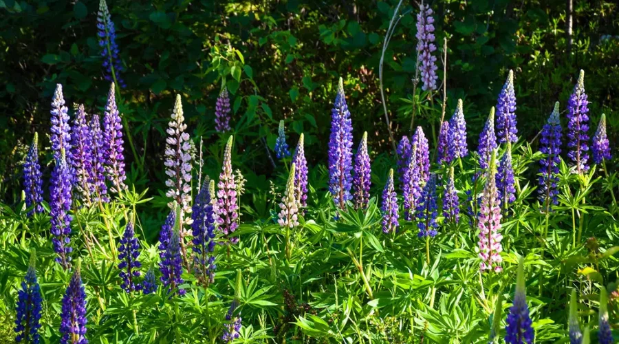 Those Flashy Ditch Flowers