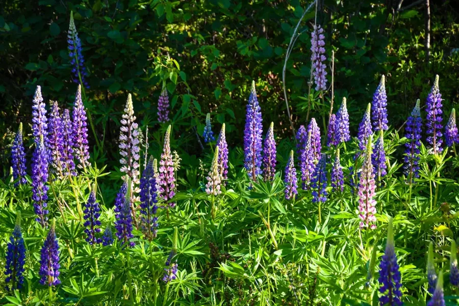 Those Flashy Ditch Flowers