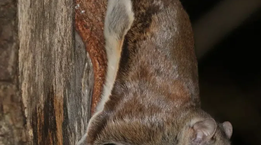 They Only Come Out At Night