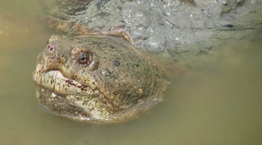 The One That Got Away