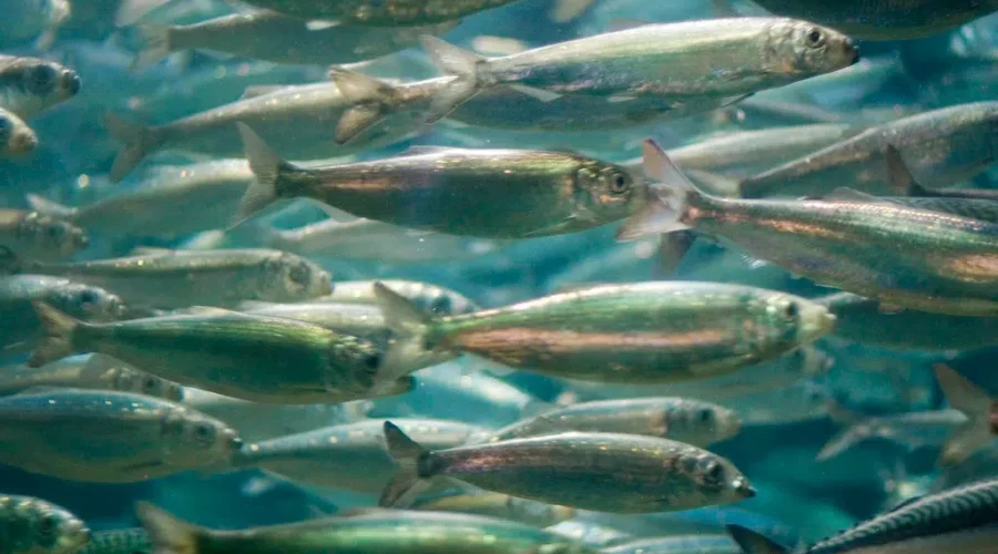Herring Catches To Decrease In Southwest Nova Scotia